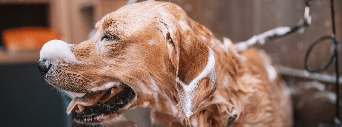 Hoe moet ik mijn hond wassen? Hoe moet ik mijn hond wassen?